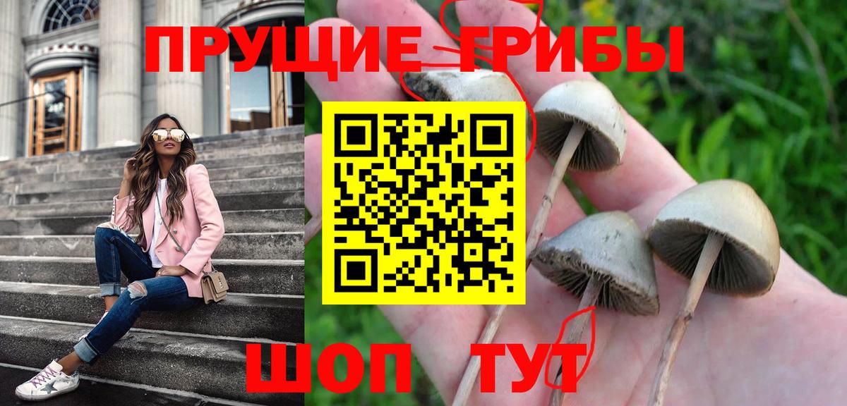 Псилоцибиновые грибы GOLDEN TEACHER  Вход с VPN  Избербаш 